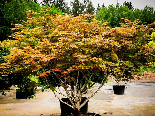 3G Acer palmatum Peaches & Cream Japanese Maple Acer Palmatum Laceleaf