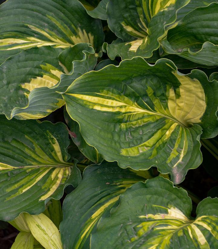 8`` Hosta 'Lakeside Paisley Print' Lakeside Paisley Print Plantain Lily