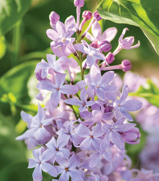 5G Syringa vulgaris 'New Age Lavender' ('G13099') New Age™ Lavender Lilac: Patent PP32,623 1014515