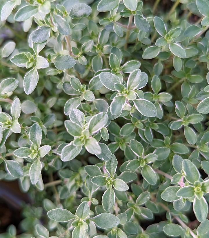 1G Thymus C. 'Argenteus' Silver Edged Thyme 1002127