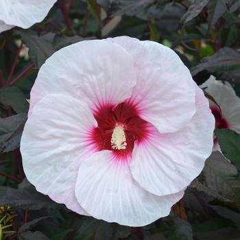 3G Hibiscus Summerific Mocha Moon (Rose Mallow) 1008655