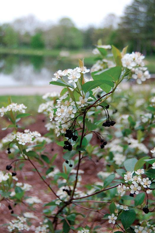 Aronia melanocarpa 'Iroquois Beauty' ('Morton') Iroquois Beauty™ Black Chokeberry  #3