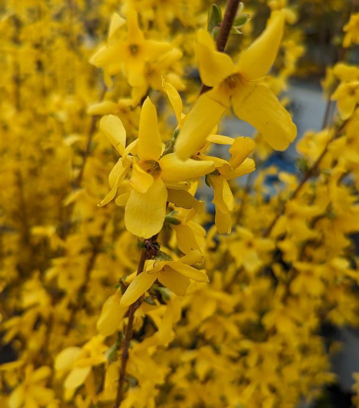 3G Forsythia X intermedia 'Lynwood Gold' Lynwood Gold Forsythia 1001064