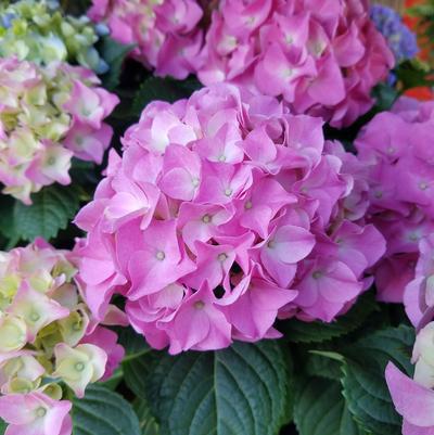 2G Hydrangea M 'Early Rosa' STD 1013730 DISSVF