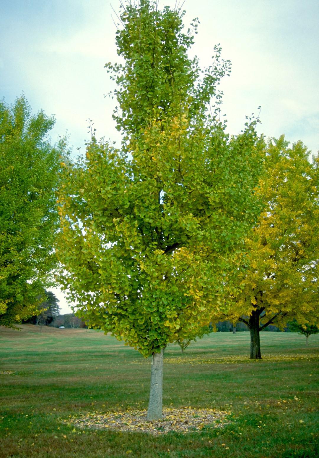 7G GINKGO BILOBA 'PRINCETON Sentry' Princeton Sentry Maidenhair Tree 1009608