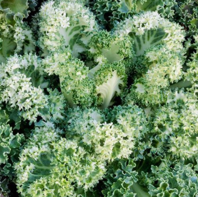 4.5" Ornamental Flowering Kale - Yokohama White