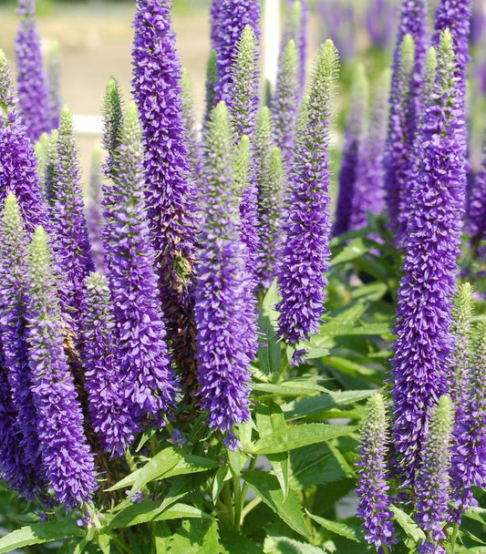 1G Veronica 'Royal Candles' Royal Candles Speedwell: Patent PP18,932 1002257