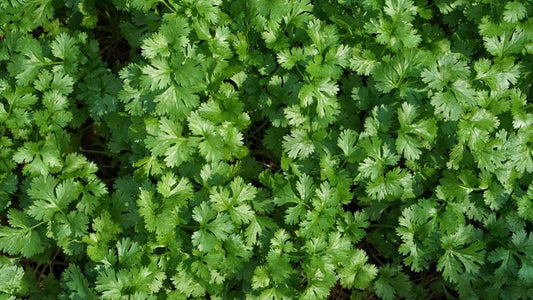 4.5" Coriandrum sativum 'Cilantro' (Coriander) 1015221