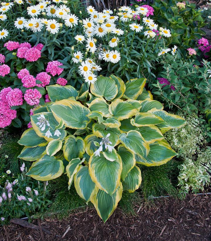 1G Hosta hybrid Shadowland 'Seducer' shadowland® Seducer Hosta: Patent PP22,413 1007371