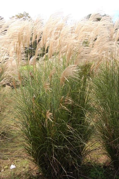 2G Miscanthus sinensis 'Scout' ('M77') Scout Maiden Grass: Patent PPAF
