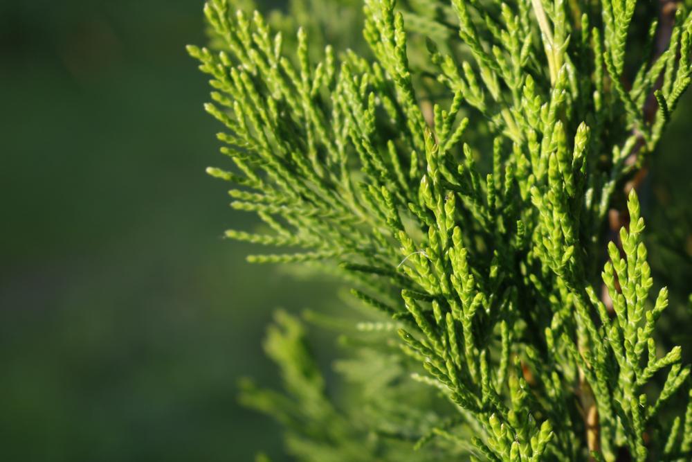 3G Juniperus chinensis 'Spartan' Spartan Juniper