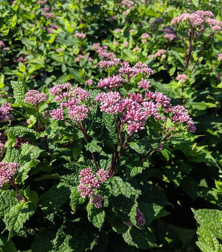 2G Eupatorium dubium 'Little Joe' Little Joe Pye Weed (Eutrochium, Joe Pye Weed)  1003326