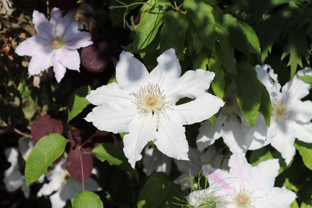 8" Clematis 'Hyde Hall' ('evipo009') Hyde Hall Clematis 1007353 (White)