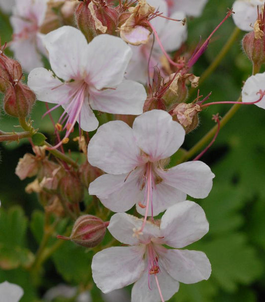 1G Geranium cantabrigiense 'Biokova' Dwarf Cranesbill Geranium 1000755