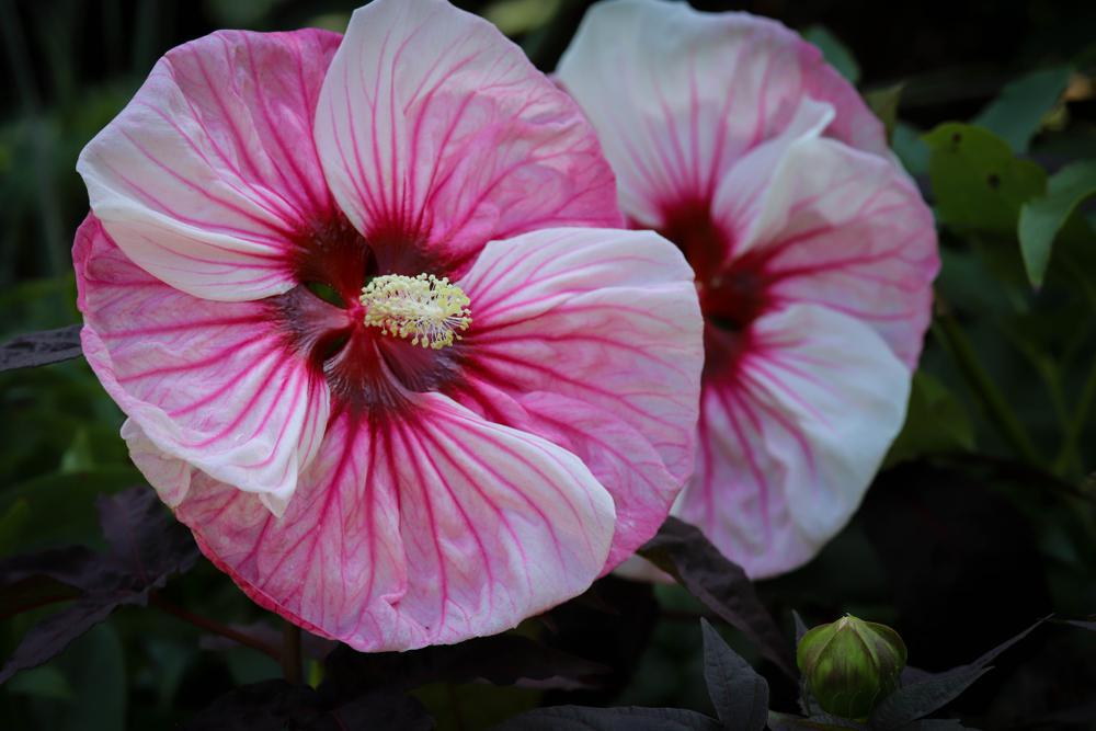 3G Hibiscus Summerific 'Cherry Choco Latte' - Rose Mallow - 1009314