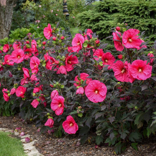 3G Hibiscus Summerific® 'Evening Rose' Evening Rose Rose Mallow: Patent PPAF 1011961