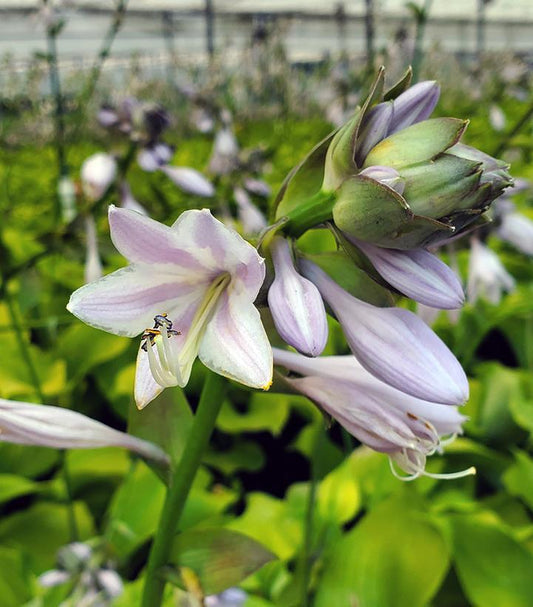 1G Hosta 'Sum & Substance' Sum and Substance Hosta 1001644