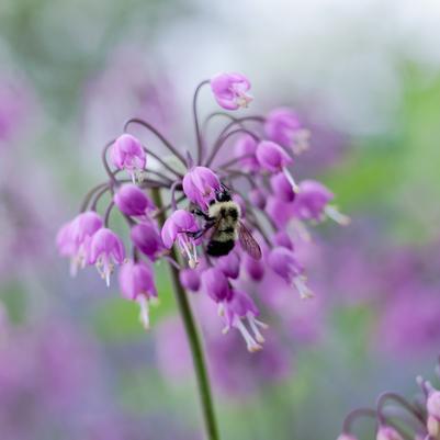 1G Allium cernuum Wild Nodding Onion 1009891