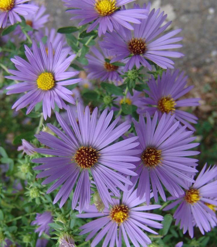 1G Aster oblongifolius 'October Skies' 'October Skies' Aromatic Aster 1014947