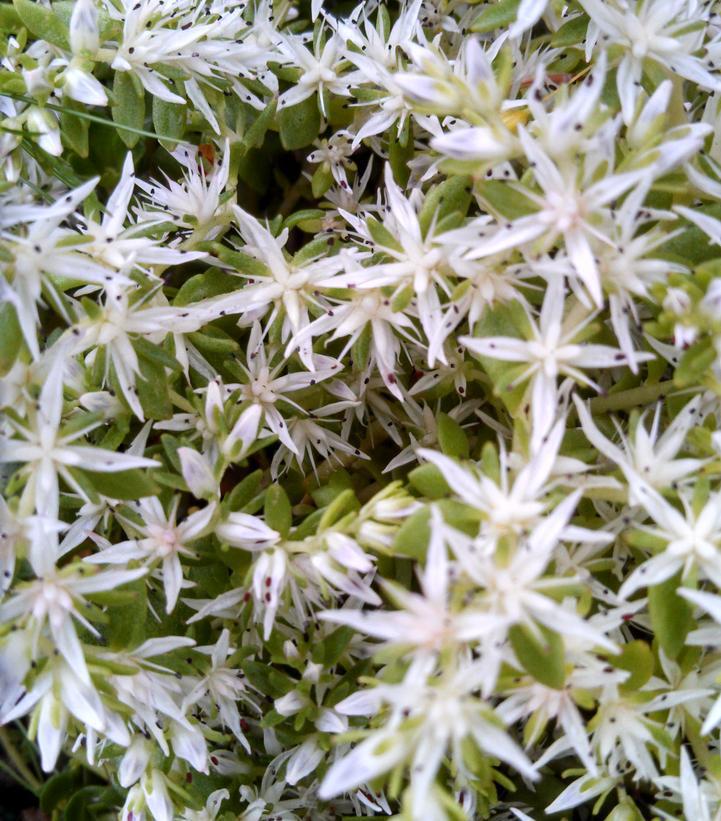 1G Sedum ternatum 'Larneim Park' Larneim Stonecrop 1003345