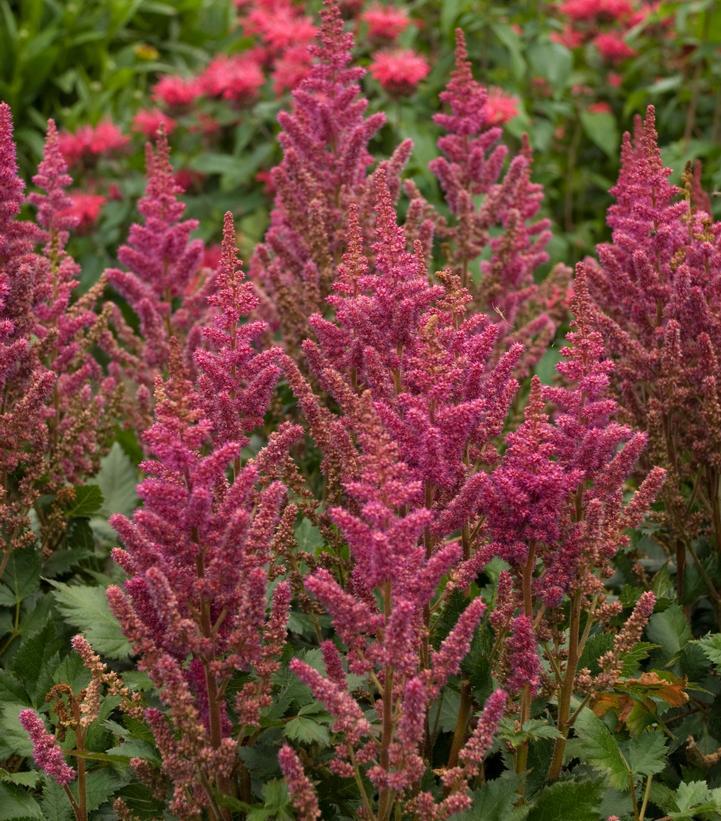 1G Astilbe chinensis 'Visions in Red' Visions in Red Astilbe: Patent PP11,965 1002455