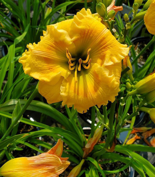 2G Hemerocallis hybrid Rainbow Rhythm® 'Orange Smoothie' Orange Smoothie Daylily: Patent PP28,643 1010941