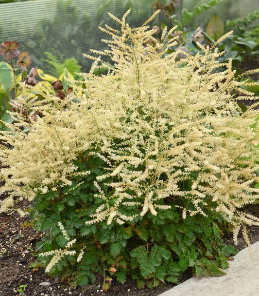 1G Aruncus hybrid 'Chantilly Lace' Chantilly Lace Goatsbeard: Patent PPAF 1009795