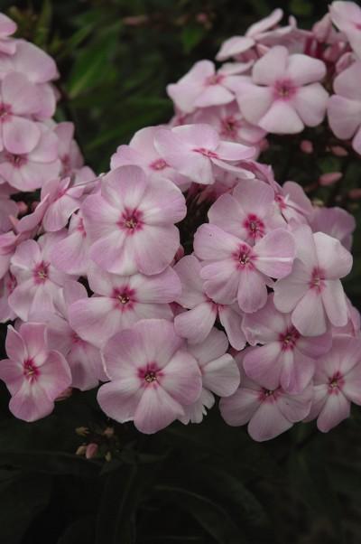 2G Phlox paniculata 'Cotton Candy' Cotton Candy™ Garden Phlox 1006738