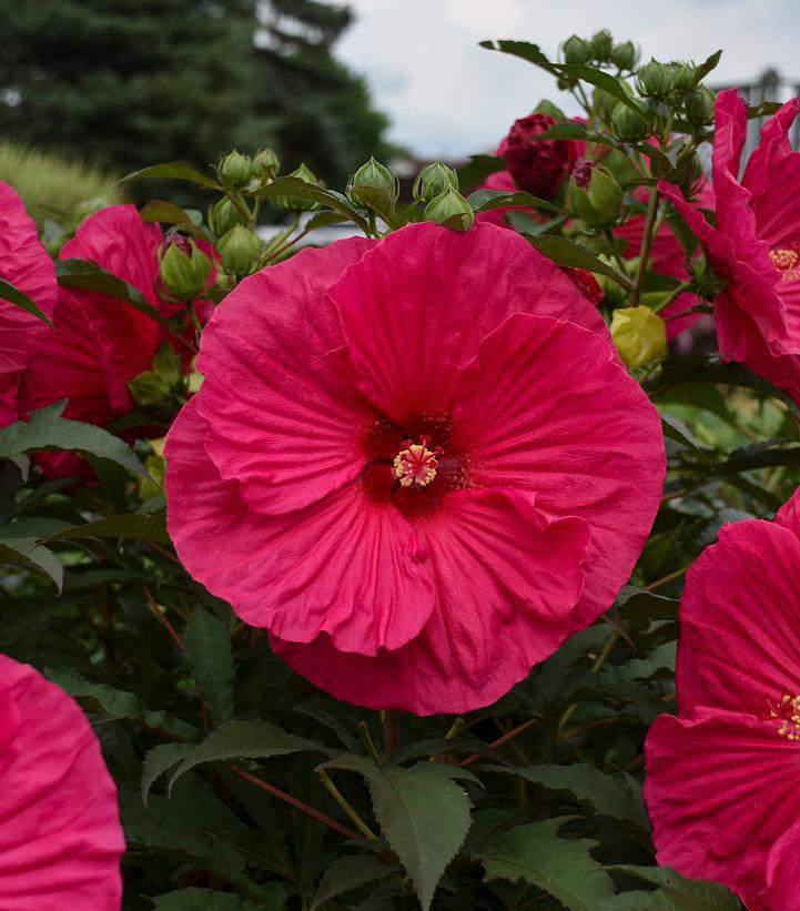 3G Hibiscus 'Summer in Paradise' Summer in Paradise Rose Mallow: Patent PP28,730 1010635