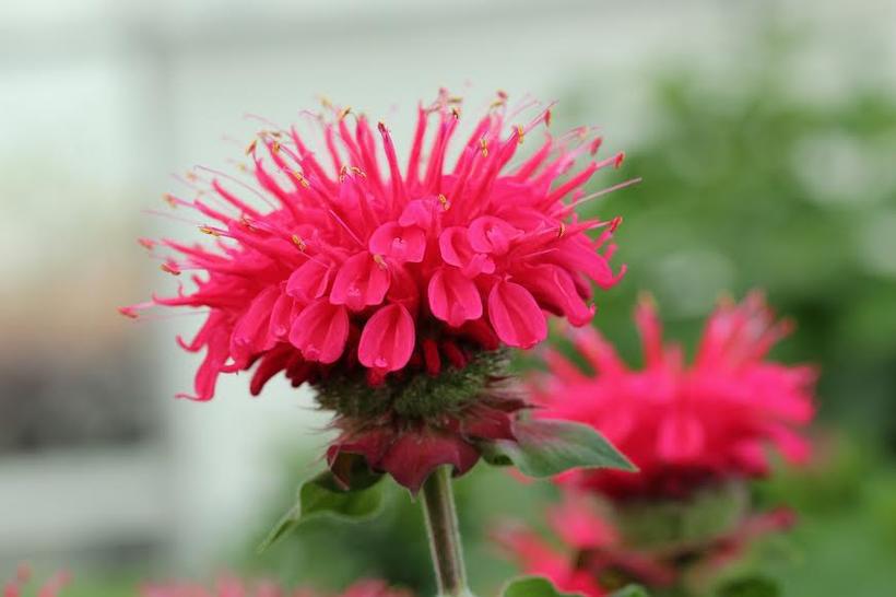 8" Monarda Bee-You® 'Bee Happy' Bee Happy Beebalm: Patent PP29,080 1012276