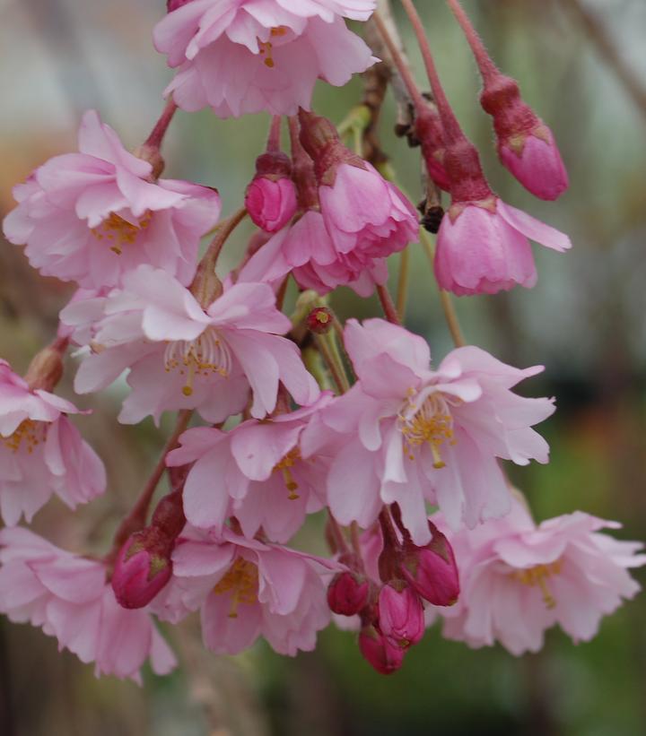 7G Prunus Subhirtella Pendula 3' Standard Weeping Cherry 1008294