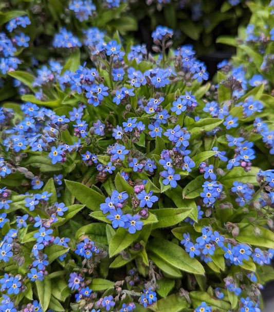 1G Myosotis sylvatica 'Mon Amie Blue' Mon Amie Blue Forget-Me-Not 1004815