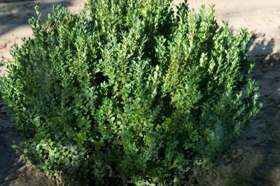 5G Buxus microphylla var. japonica 'Green Mountain' Green Mountain Boxwood 1001776