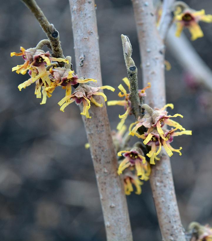 5G Hamamelis Vernalis 'Vernal Witchhazel' 1002741