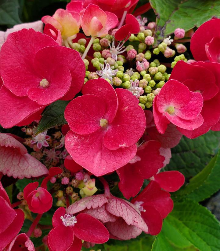 3G Hydrangea mac. Cherry Explosion™ ('McKay') Cherry Explosion™ Bigleaf Hydrangea: Patent PP28,757 1012267