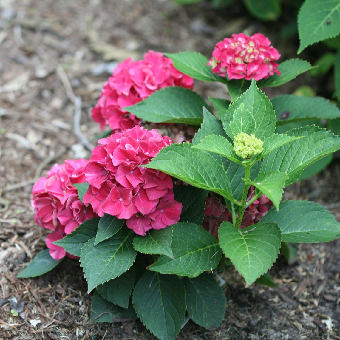 3G Hydrangea mac. 'Wee Bit Grumpy' ('Stragrum') Wee Bit Grumpy® Bigleaf Hydrangea 1012714