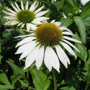 2G ECHINACEA PURPUREA 'HAPPY STAR' Happy Star Coneflower 1006130