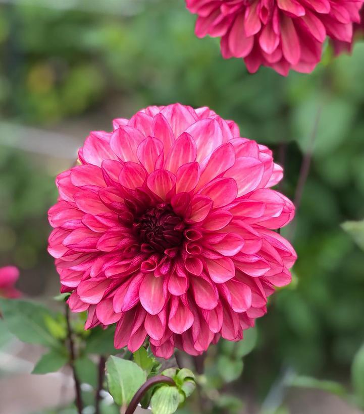 12" DAHLIA `BACARDI` (RASPBERRY) Bacadri Dahlia 1015514