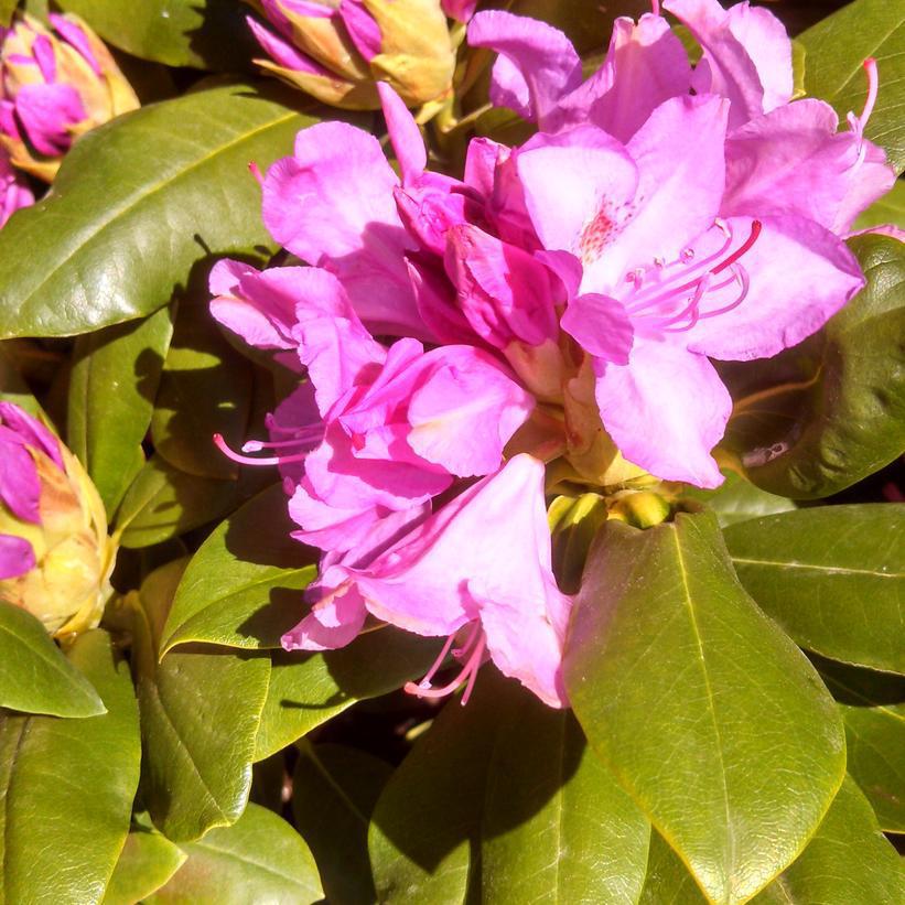 5G Rhododendron cat. 'Roseum Elegans' Roseum Elegans Rhododendron 1000104