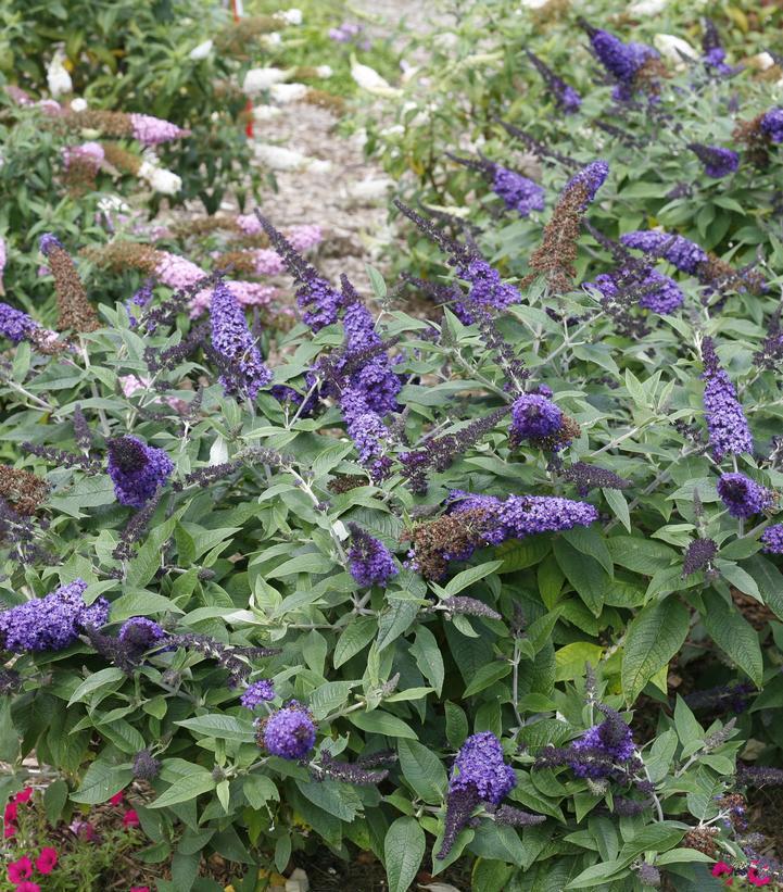 3G Buddleia 'Pugster Blue' ('SMNBDBT') Pugster Blue® Butterfly Bush: Patent PP28,794 1009190