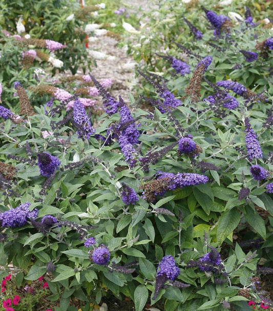 2G Buddleia x 'Pugster Blue' ('SMNBDBT') Pugster Blue® Butterfly Bush: Patent PP28,794 1014650