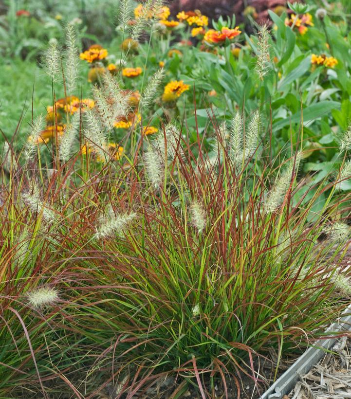 1G Pennisetum alopecuroides 'Burgundy Bunny' Burgundy Bunny Fountain Grass: Patent PPAF 1005689