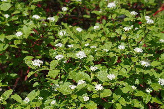 10G BAILEYI CORNUS SERICEA Bailey's Red Twig Dogwood