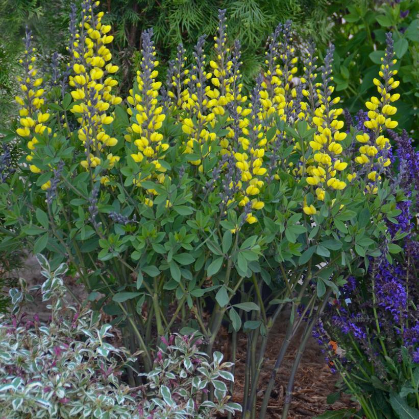 1G Baptisia hybrid Decadence® 'Lemon Meringue' Lemon Meringue False Indigo: Patent PP24,280 1008004