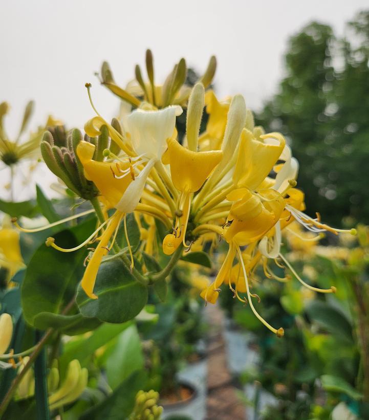 2G Lonicera periclymenum Scentsation Honeysuckle