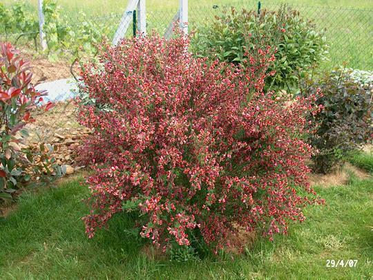 3G Cytisus Scoparius 'BurkwoodII' Burkwood Scotch Broom 1001356