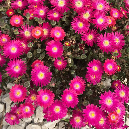 8" Delosperma Jewel of the Desert® 'Amethyst' ('DSAM13-1') Jewel of the Desert® Amethyst Ice Plant: Patent PP27,013 1012639