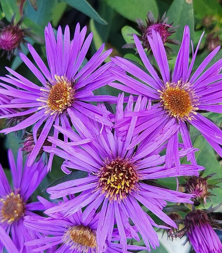 2G Aster novae-angliae 'Purple Dome' Purple Dome Aster 1000553