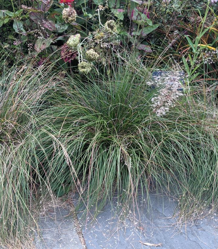 1G Sporobolus heterolepis Prairie Dropseed 1004948