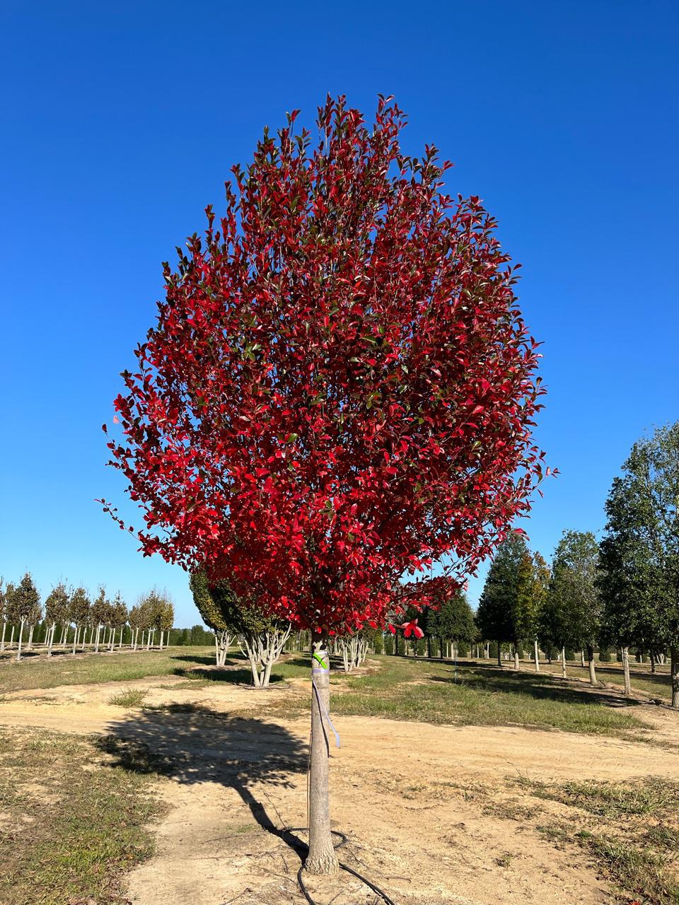 7G Nyssa sylvatica 'Green Gable' ('NSUHH') Green Gable™ Tupelo: Patent PP22,951 (Sour Gum) 1008637